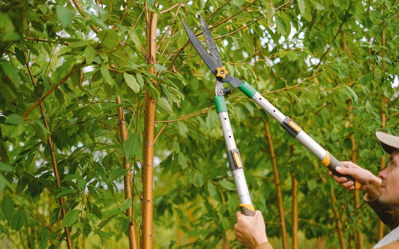 Tree trimming in Dillsboro, NC